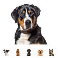 younikat Fensterbilder Hunde