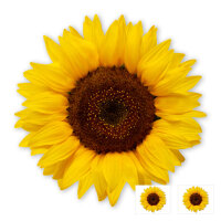 Sonnenblume Aufkleber Verschiedene Größen