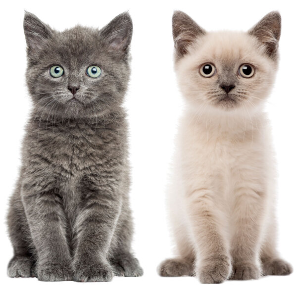 Katzenbabies - Grau & Braun