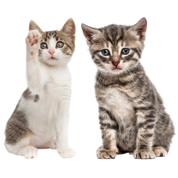 Katzenbabies - Braun & Weiß