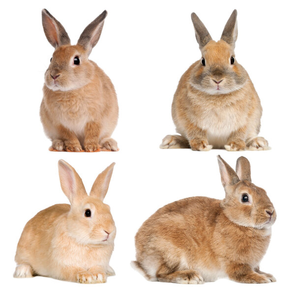 Set mit 4 Kaninchen