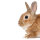 Neugieriges Kaninchen