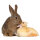 Kaninchen mit Ente
